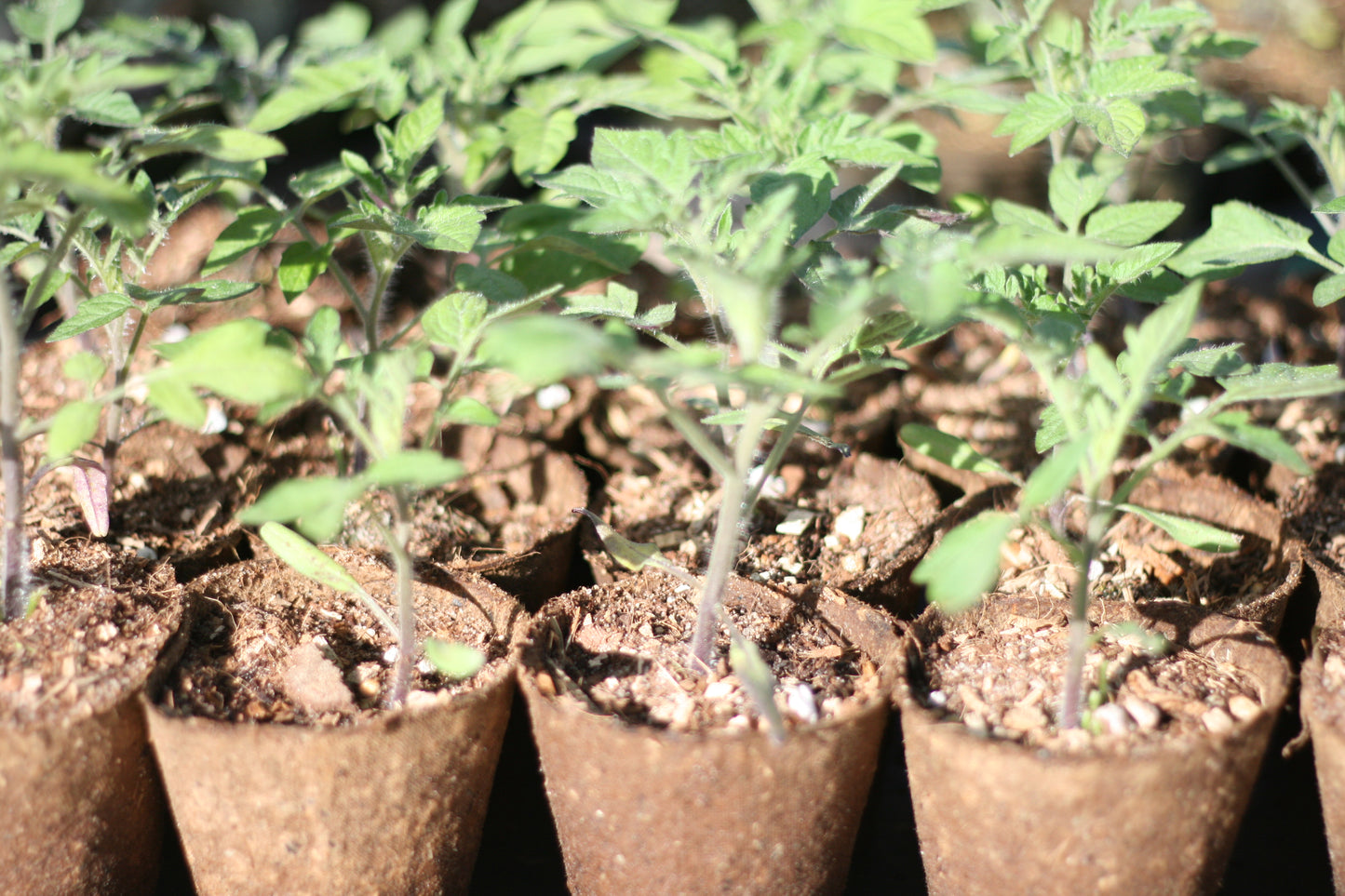 Tomato climbing San Marzano