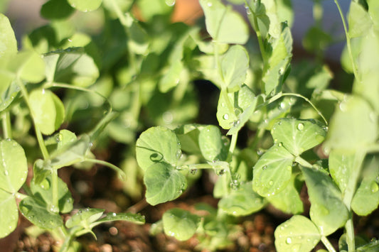 Snowpea climbing Oregon Giant