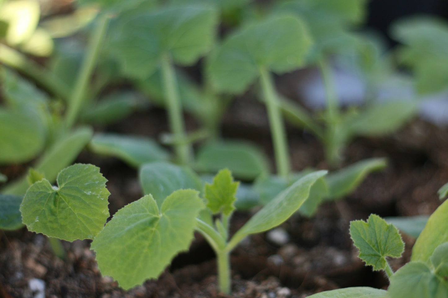 Zucchini Black Beauty