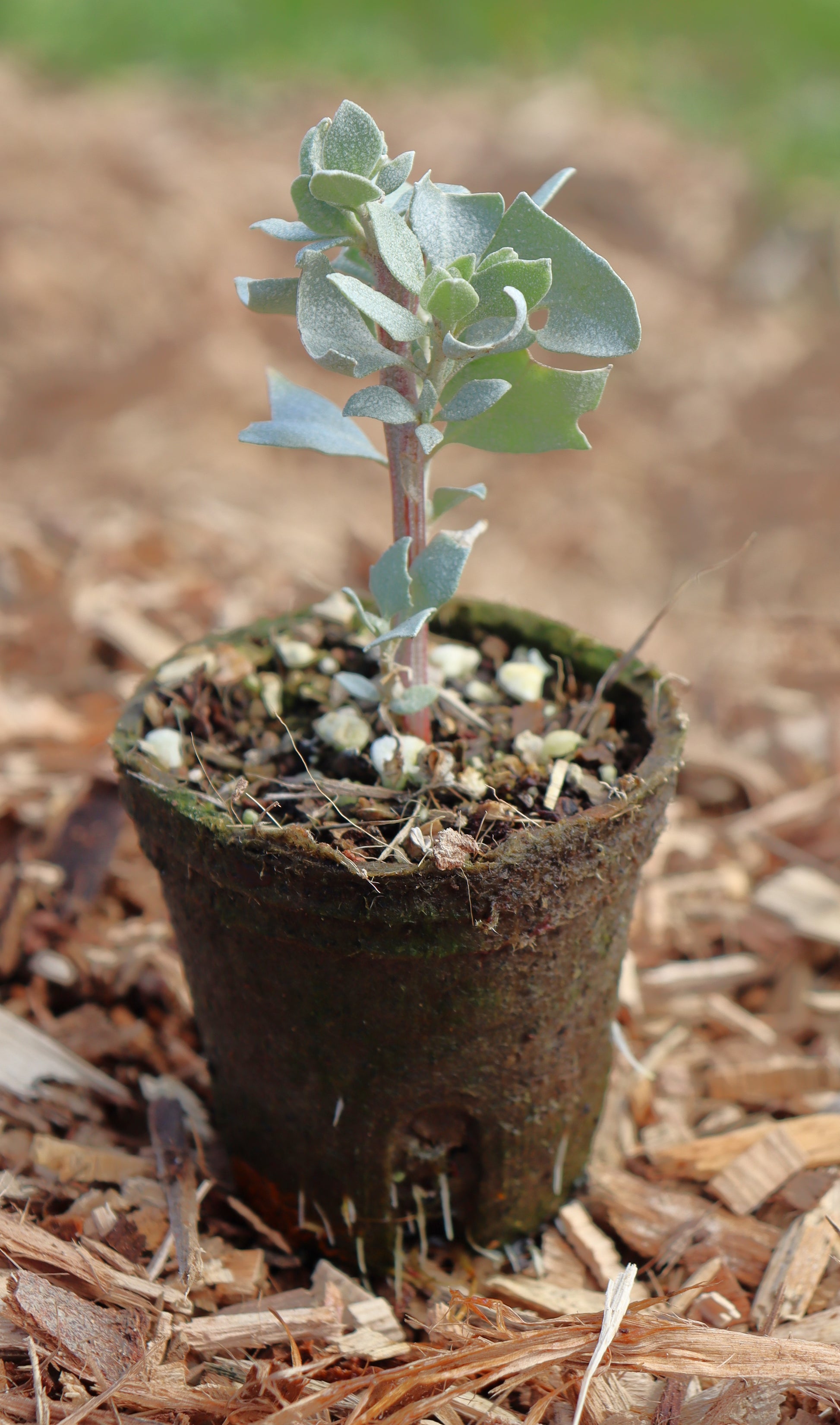 oldman saltbush seeding in small coir bio pot