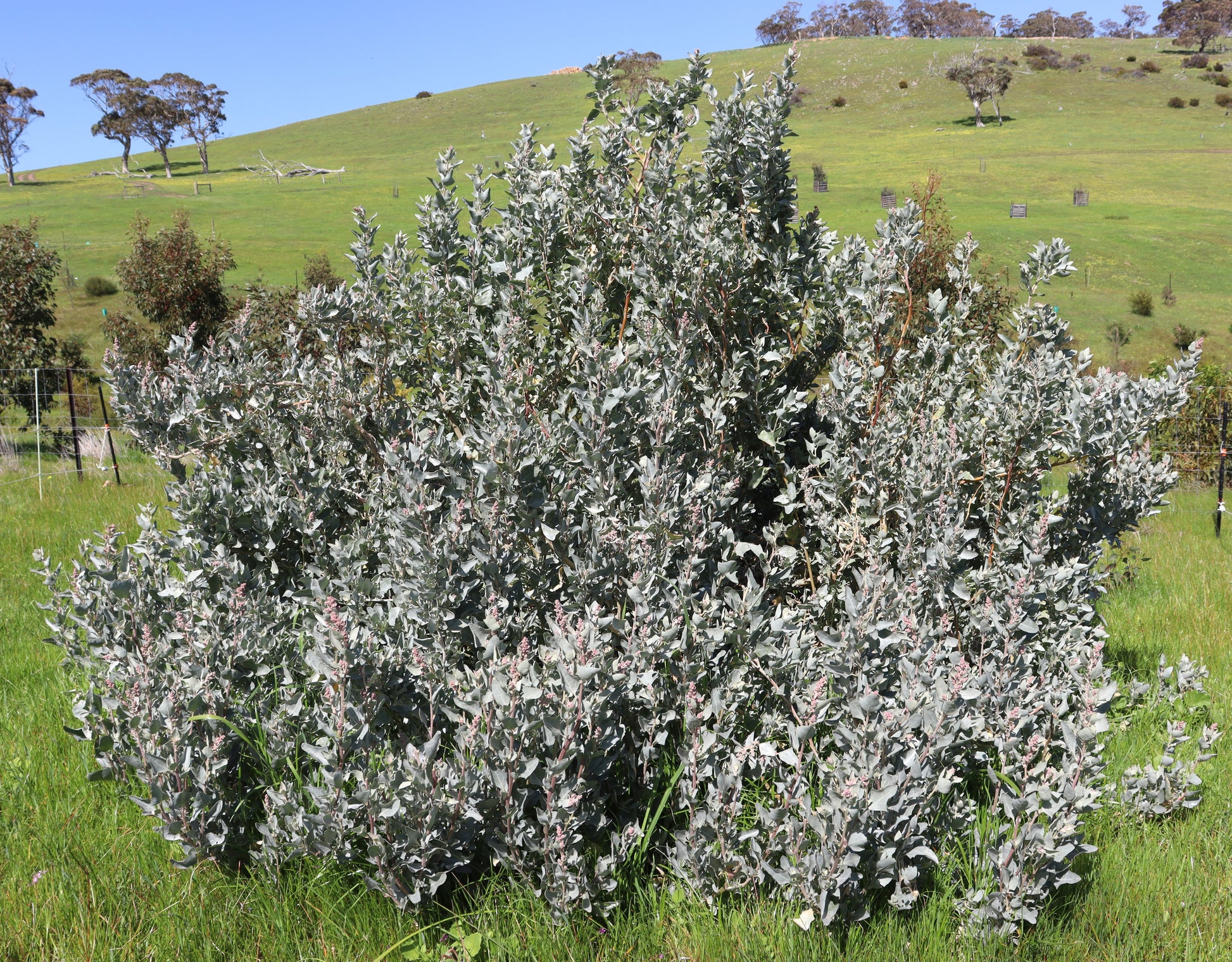 Oldman saltbush fodder shrub in regenerative pasture