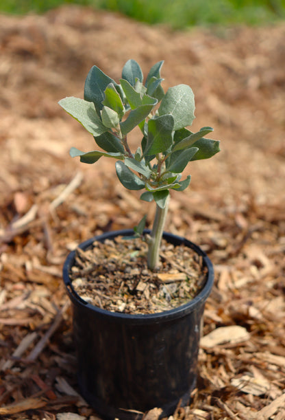 oldman saltbush in medim reused plastic pot