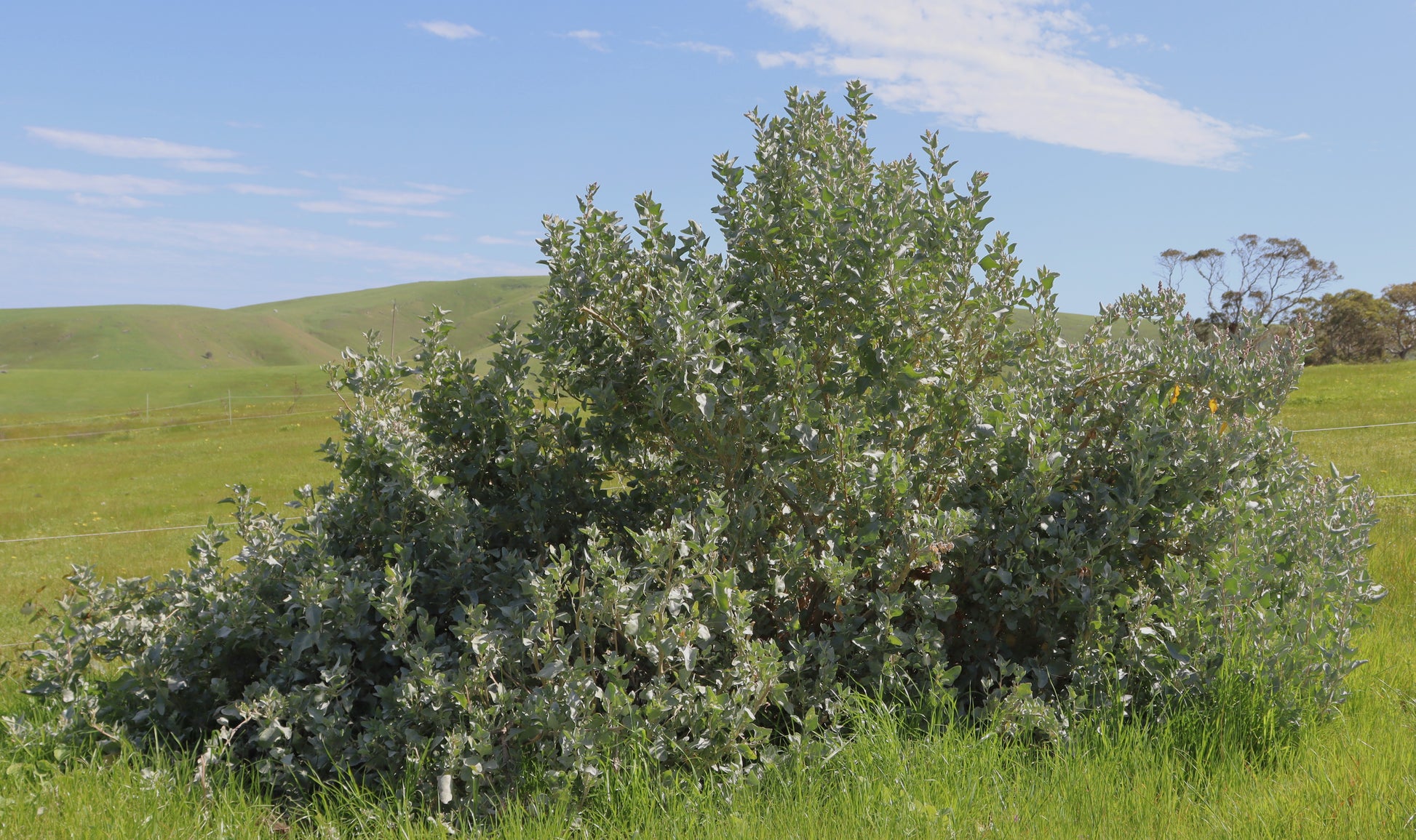 Oldman saltbush fodder shrub in pasture