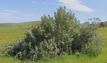 Oldman saltbush fodder shrub in pasture