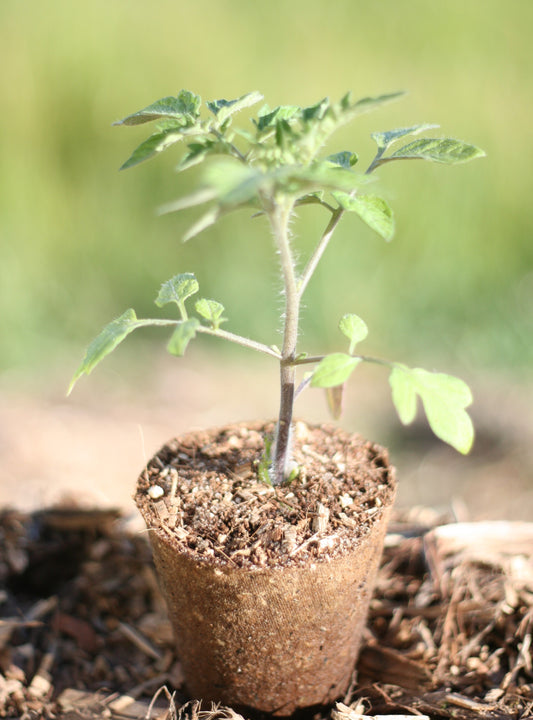 Tomato climbing San Marzano