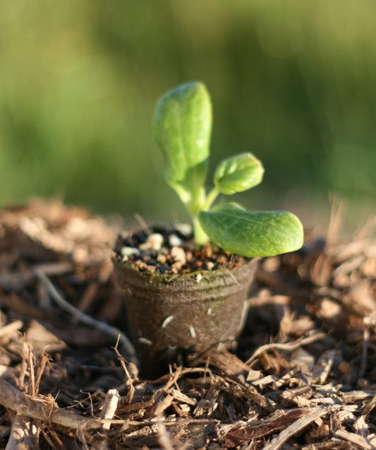 Zucchini Black Beauty