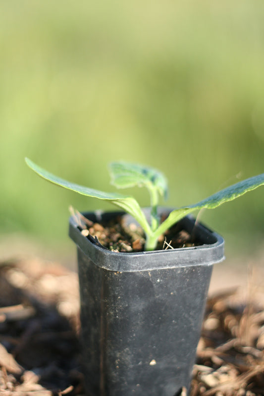 Zucchini Black Beauty