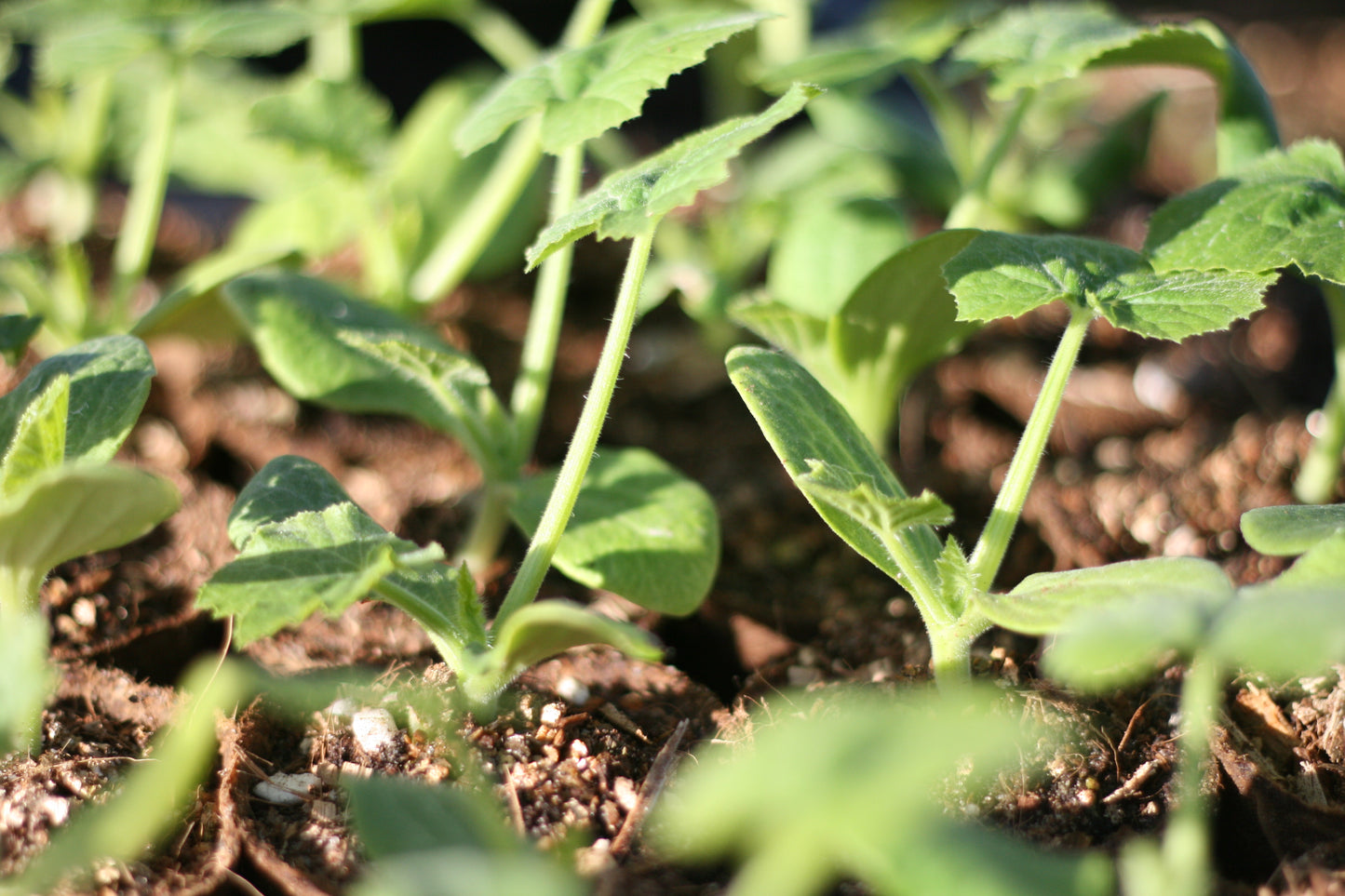 Zucchini Black Beauty