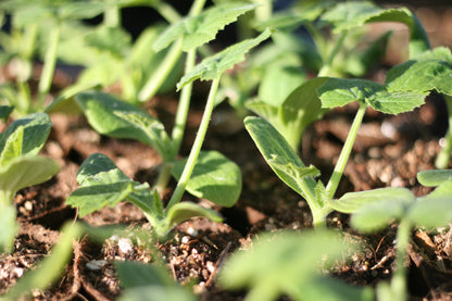 Zucchini Black Beauty
