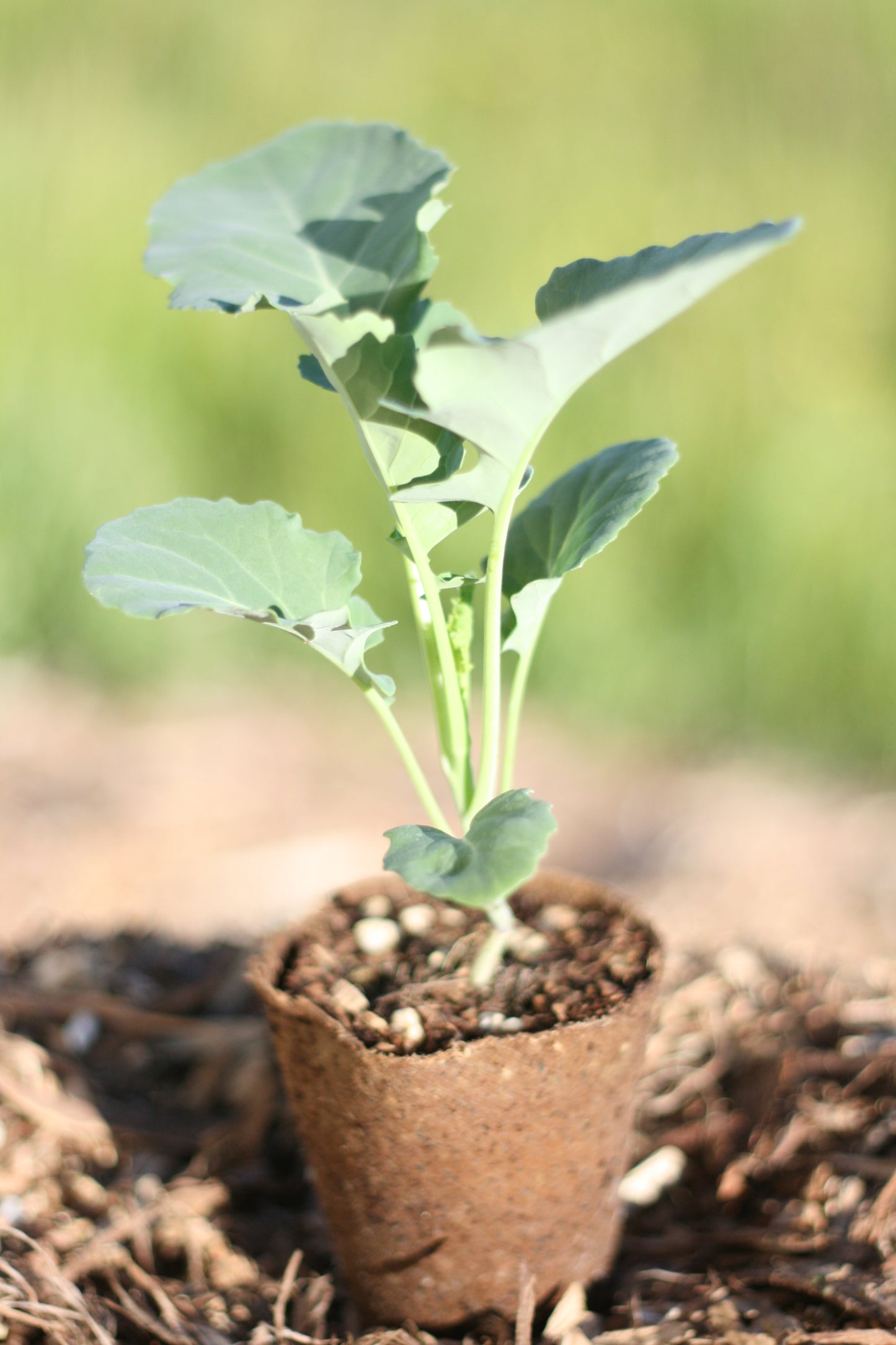 Broccoli green sprouting calabrese