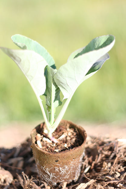 Cauliflower Snowball