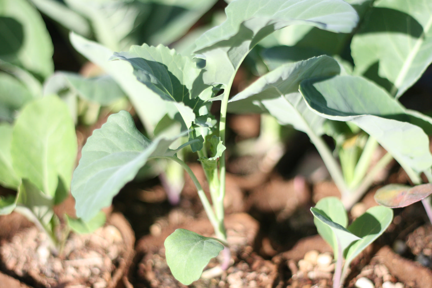 Cauliflower Snowball