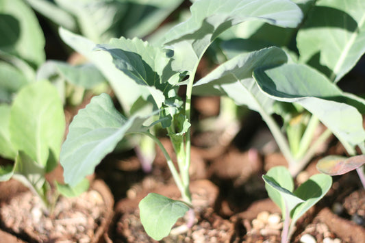 Cauliflower Snowball