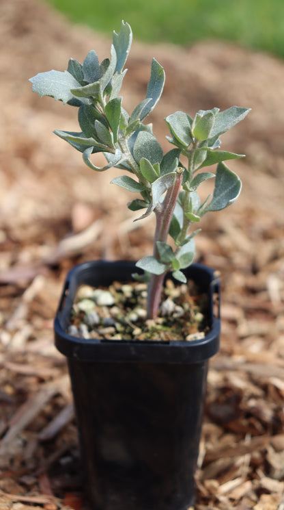 oldman saltbush in small reused plastic pot