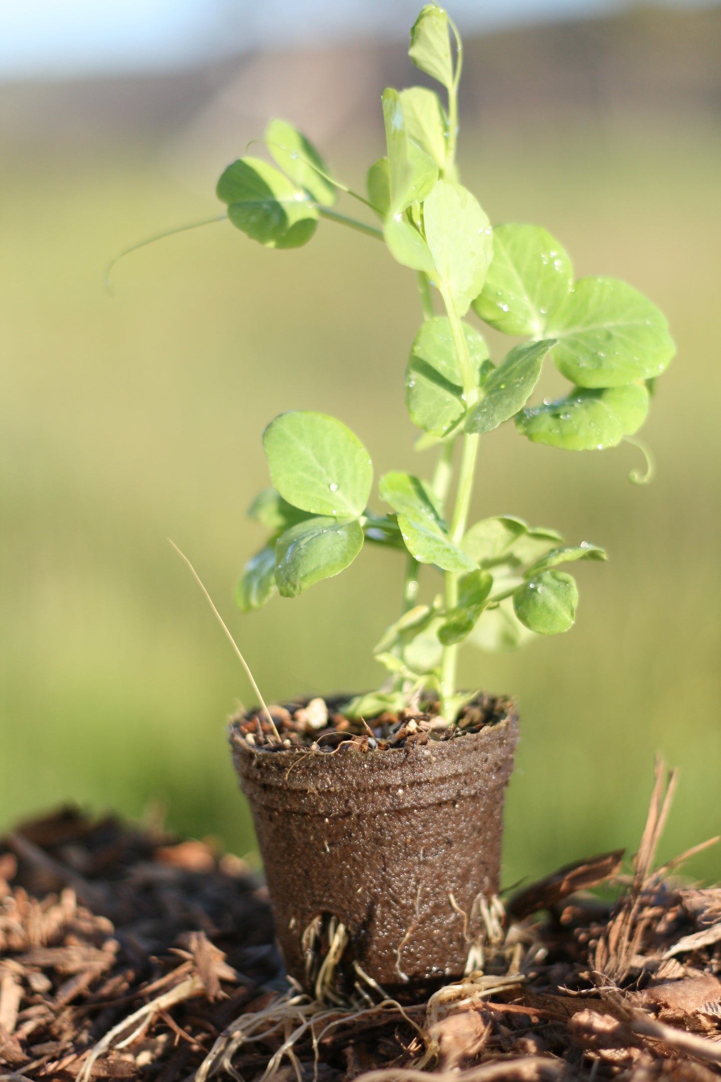 Snowpea climbing Oregon Giant