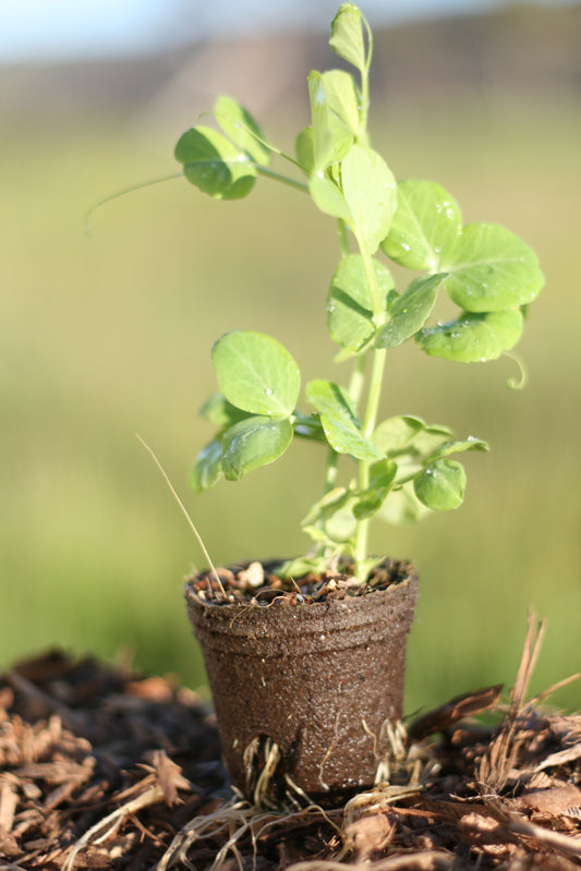 Snowpea climbing Oregon Giant